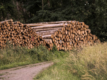 Stack of logs on field in forest