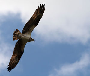 Low angle view of bird flying against the sky