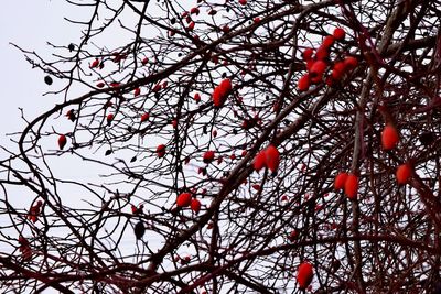 Low angle view of red berries on tree