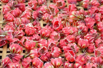 Full frame shot of red flowering plants