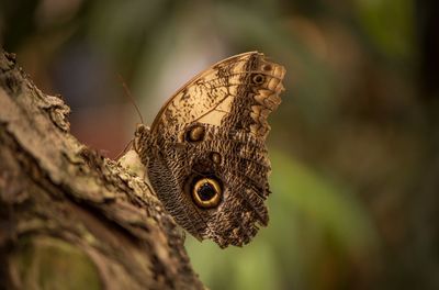 Close-up of butterfly on leaf