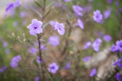 Close-up of purple flowering plants