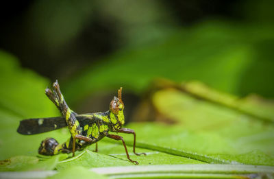 Close-up of insect