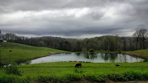 View of a sheep on landscape