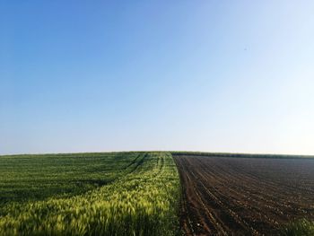 Scenic view of agricultural field against clear sky