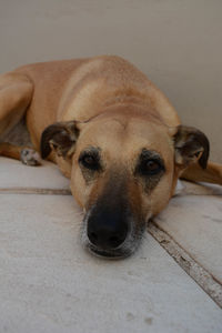 Portrait of dog resting on floor