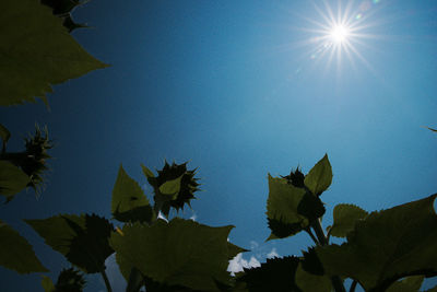 Low angle view of green leaves against blue sky