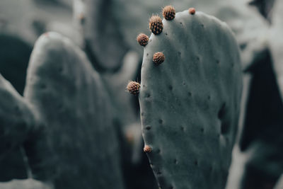 Close-up of prickly pear cactus