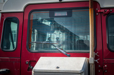 Siberian husky in bus