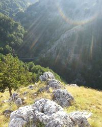 Scenic view of forest against sky