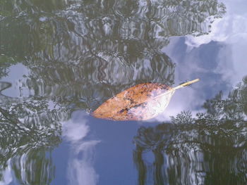 Close-up of leaf in water