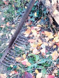 High angle view of autumn leaves on field