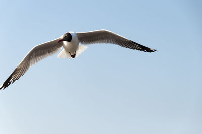 Low angle view of bird flying through clear sky