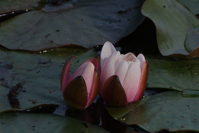 Close-up of raindrops on lily