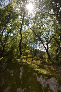 Scenic view of trees in forest against sky