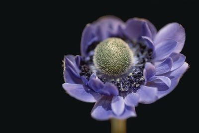 Close-up of purple flower against black background