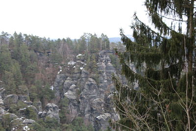 Panoramic view of trees in forest against clear sky