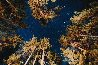 Low angle view of trees against sky during autumn