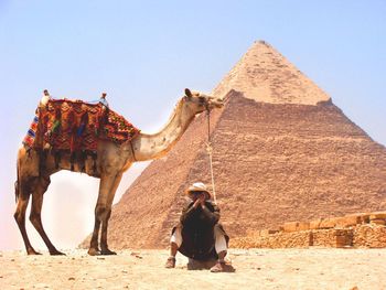 Horses standing in a desert