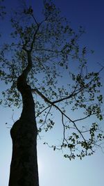 Low angle view of silhouette tree against clear blue sky