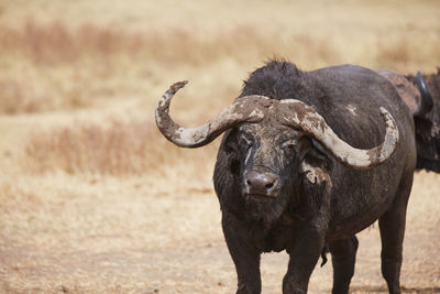 Horse standing in a field