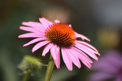 Close-up of pink flower