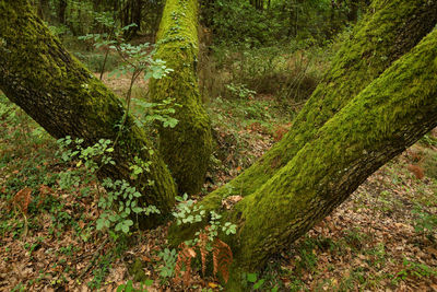 Moss growing on tree trunk