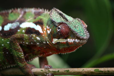 Close-up of chameleon on branch