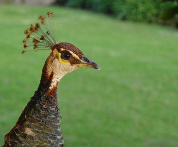 Close-up of bird