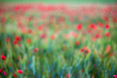 Close up of red flowers