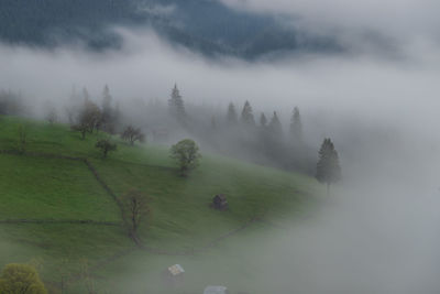 Spring mountain view of the foggy forest, in bucovina