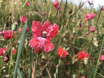 Close-up of pink flowering plants on field