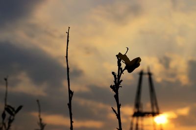 Low angle view of silhouette plant against sky during sunset