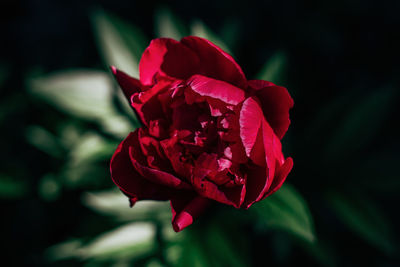 Close-up of red rose