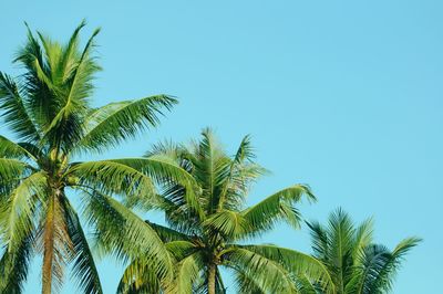 Low angle view of palm tree against clear blue sky