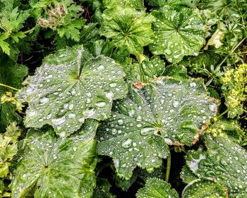 Close-up of plants in water