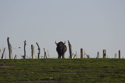Horses in a field