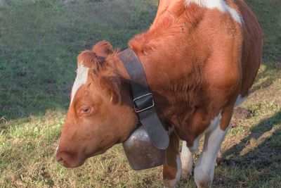 Brown cow with white spots and bell around the neck showing its head in side profile.
