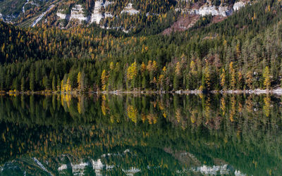 Reflection of trees in calm lake