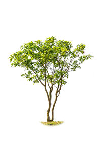 Close-up of plant against white background
