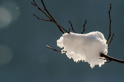 Close-up of snow on tree against sky