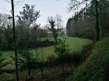 Scenic view of grass and trees against sky