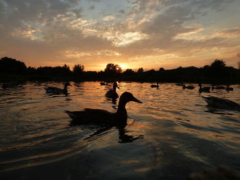 Silhouette of bird in lake at sunset