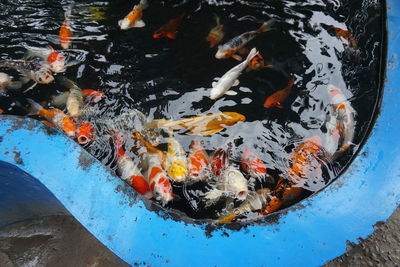 High angle view of koi carps swimming in lake