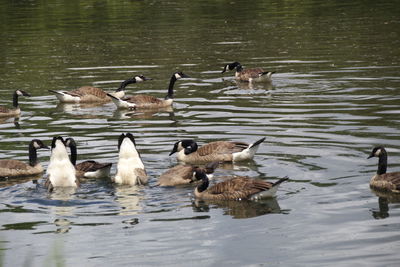 Ducks swimming in lake