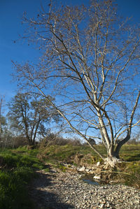 Bare tree on field against clear sky