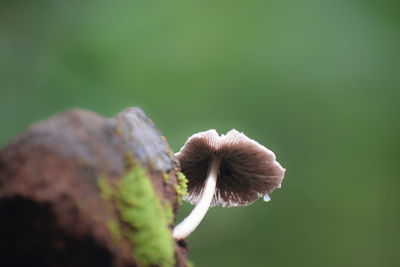 Close-up of flower growing on plant