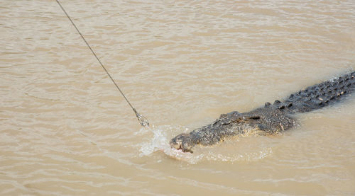 High angle view of turtle swimming in sea