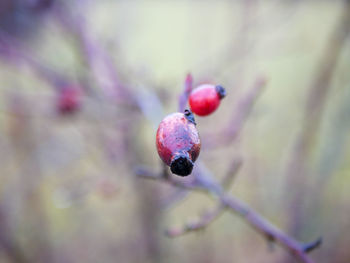 Close-up of red berries growing on tree