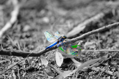 Close-up of insect on leaf